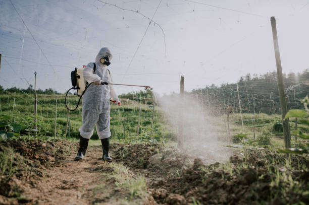 Best Mosquito Control Services  in Loretto, PA